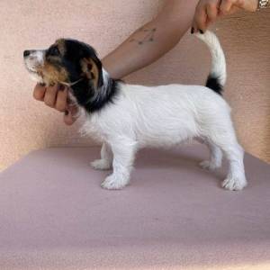 Jack Russell terijer štenci