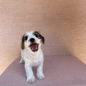 Jack Russell terijer štenci