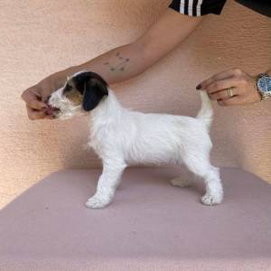 Jack Russell terijer štenci