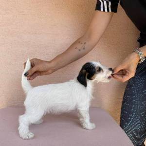 Jack Russell terijer štenci