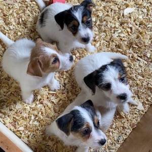 Jack Russell terijer štenci