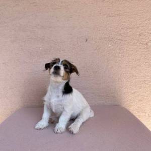 Jack Russell terijer štenci