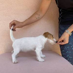 Jack Russell terijer štenci