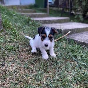 Jack Russell terijer štenci