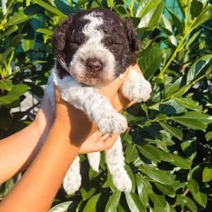 Lagotto Romagnolo štenci