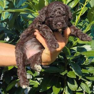 Lagotto Romagnolo štenci