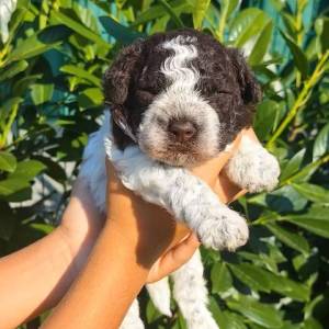 Lagotto Romagnolo štenci