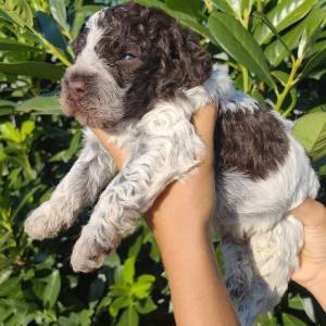 Lagotto Romagnolo štenci