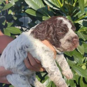 Lagotto Romagnolo štenci