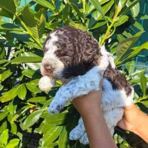 Lagotto Romagnolo štenci
