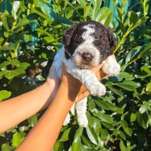 Lagotto Romagnolo štenci
