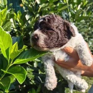 Lagotto Romagnolo štenci