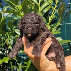 Lagotto Romagnolo štenci