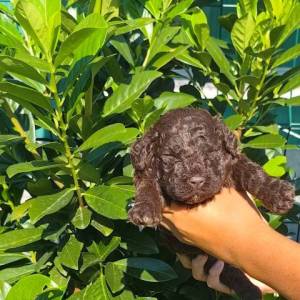 Lagotto Romagnolo štenci