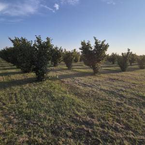Nasad lješnjaka, Obedišće, 16100 m2