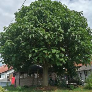 PAULOVNIJA,sadnice visine4m.šaljem POŠTOM
