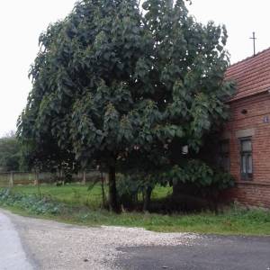PAULOVNIJA,sadnice visine4m.šaljem POŠTOM