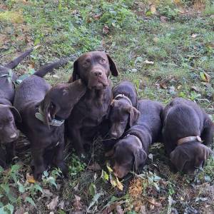 Prodajem čokoladne štence Labrador retrivera