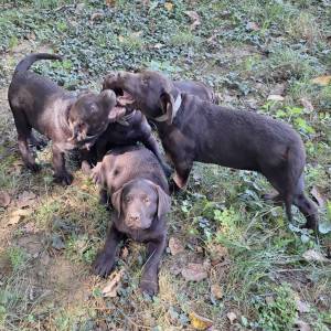 Prodajem čokoladne štence Labrador retrivera