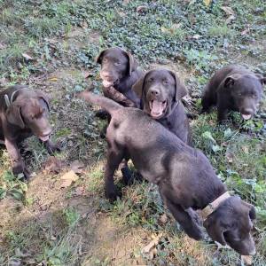 Prodajem čokoladne štence Labrador retrivera