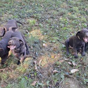 Prodajem čokoladne štence Labrador retrivera