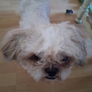 PRODAJEM SHIH TZU-a