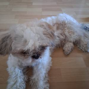 PRODAJEM SHIH TZU-a