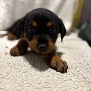 Rottweiler
