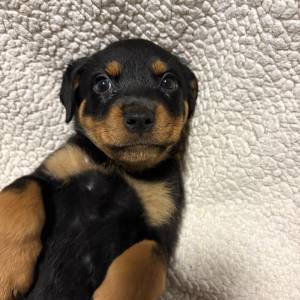 Rottweiler