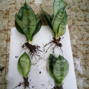 SANSEVERIJA TRIFASCIATA - HAHNII - SVEKRVIN JEZIK ILI SABLJICA