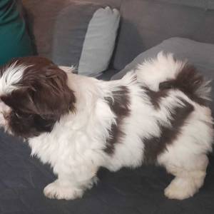 SHIH TZU