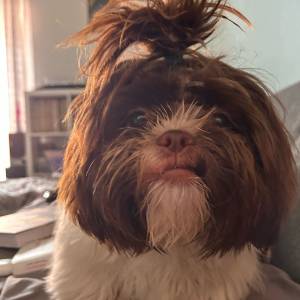 SHIH TZU