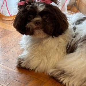SHIH TZU