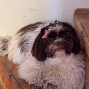 SHIH TZU