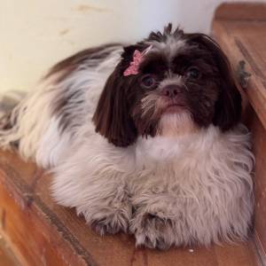 SHIH TZU