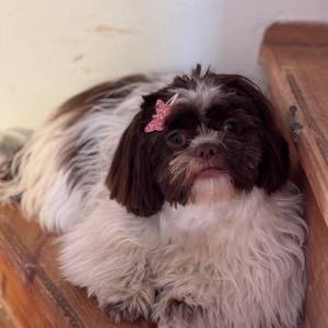 SHIH TZU
