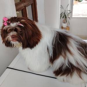 SHIH TZU