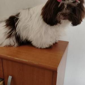 SHIH TZU
