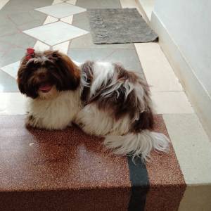 SHIH TZU