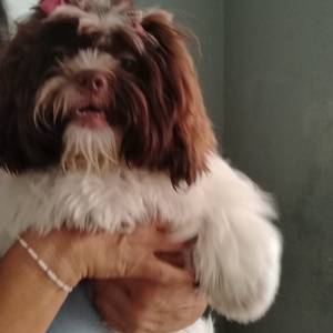 SHIH TZU