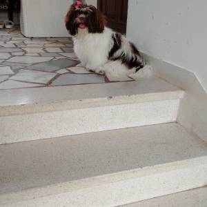 SHIH TZU