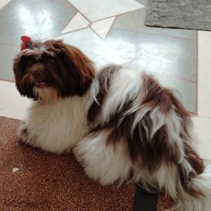 SHIH TZU