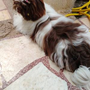 SHIH TZU