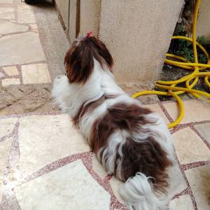 SHIH TZU