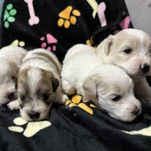 Štenci Coton de Tulear