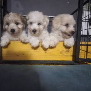 Štenci Coton de Tulear