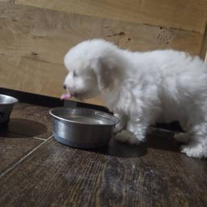 Štenci Coton de Tulear