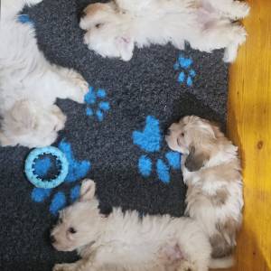 Štenci Coton de Tulear