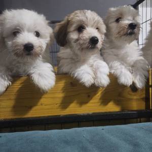 Štenci Coton de Tulear