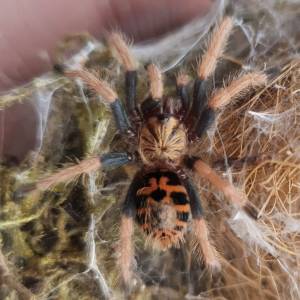 TARANTULA Chromatopelma Cyaneopubescens